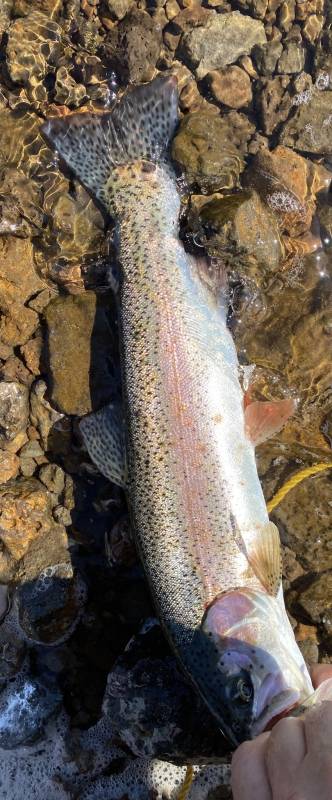 Rainbow trout in Susanville