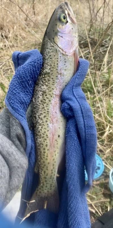 Rainbow trout in Houston County