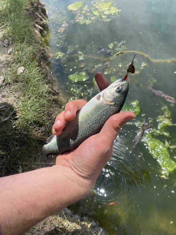 Rainbow trout in Utah