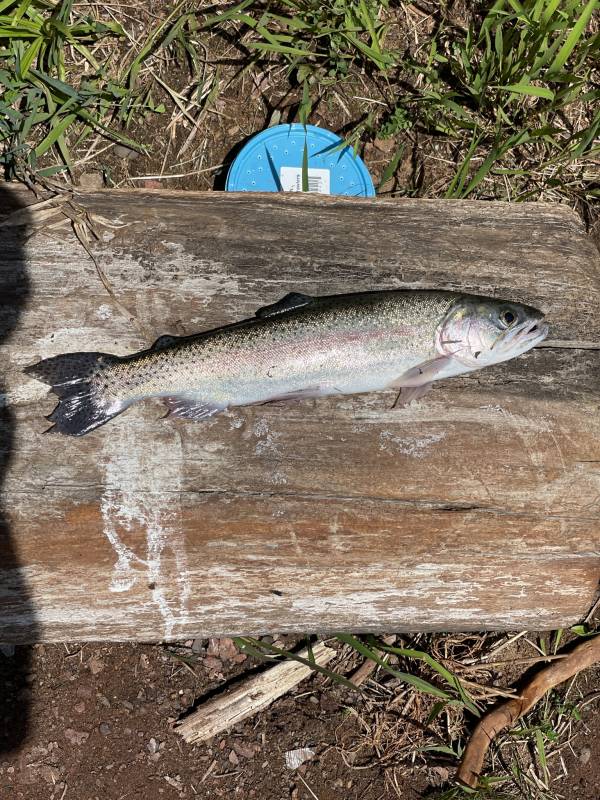 Rainbow trout in Crow Wing County