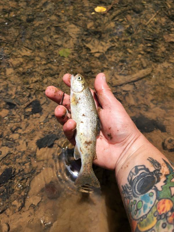 Rainbow trout in Erin