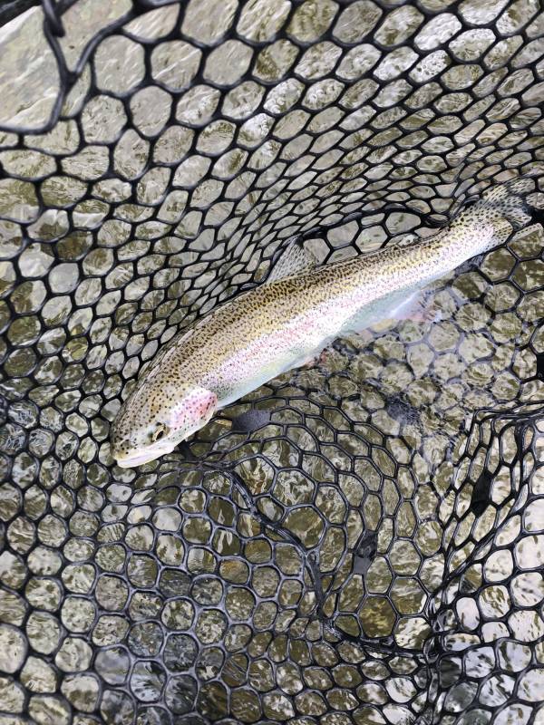 Rainbow trout in Alaska