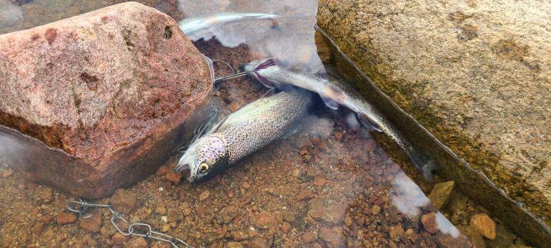 Rainbow trout in Custer County