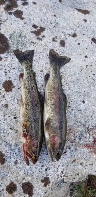 Rainbow trout in Lemon Cove