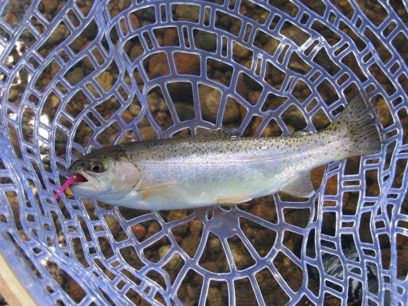 Rainbow trout in Mead