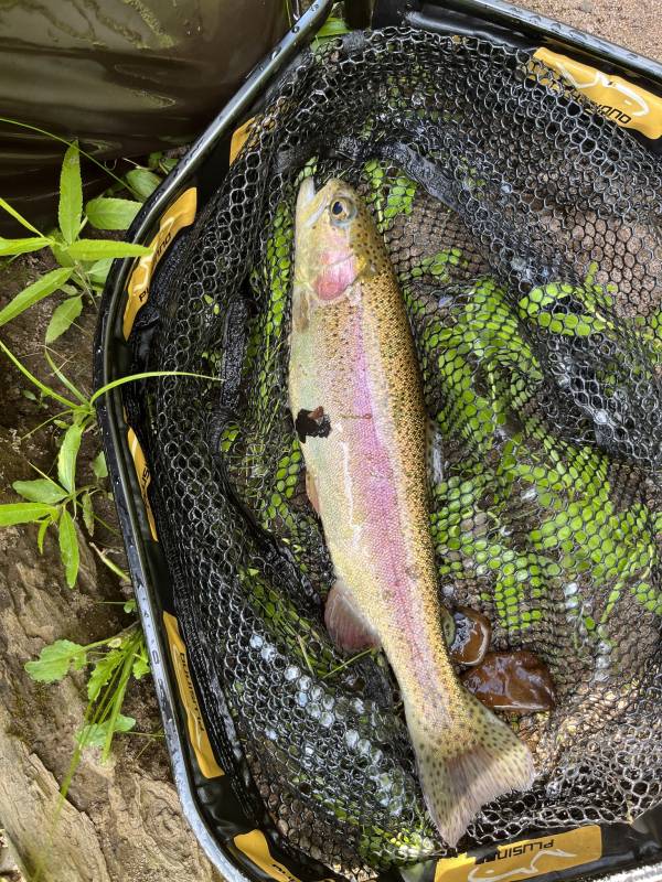Rainbow trout in Jamesburg