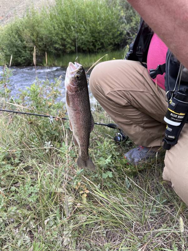 Rainbow trout in Gunnison