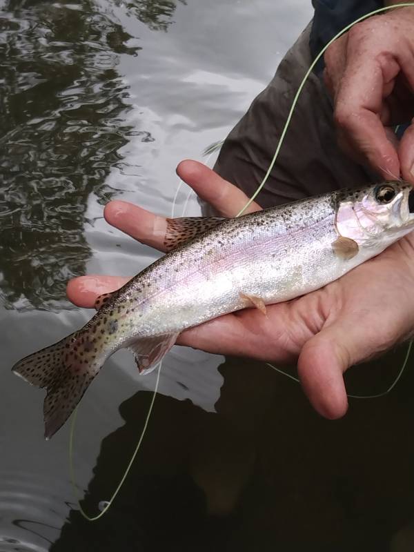 Rainbow trout in Current River