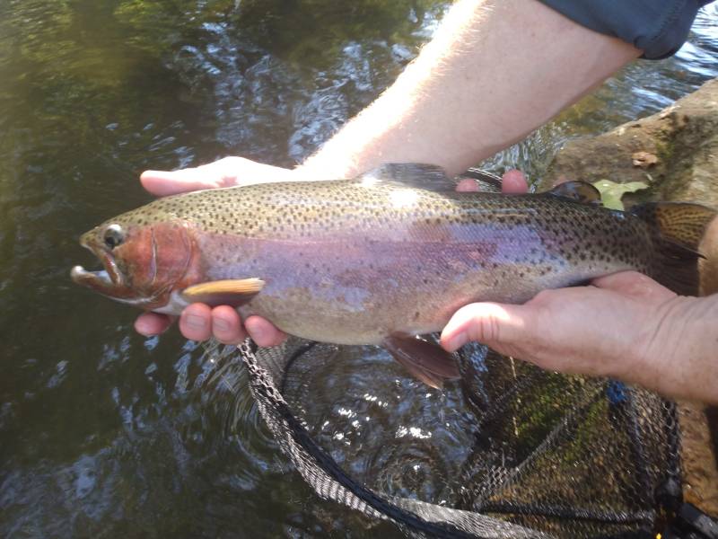 Steelhead in Mountain Home