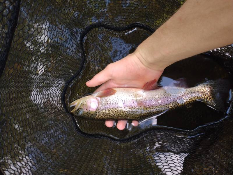 Rainbow trout in Viola
