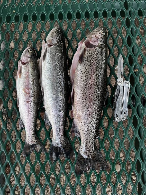 Rainbow trout in San Juan County