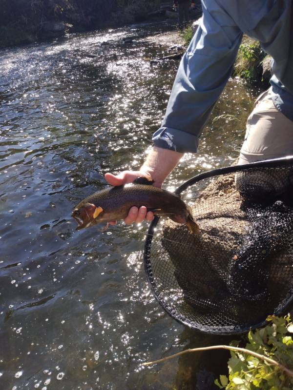 Rainbow trout in Viola