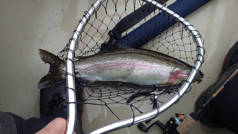 Rainbow trout in Alaska