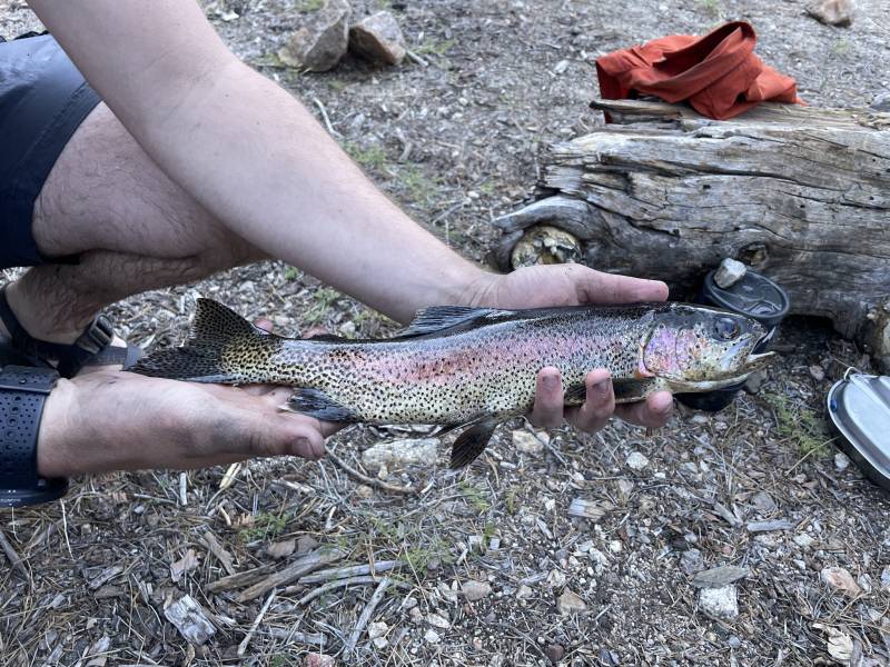 Rainbow trout in Kern River