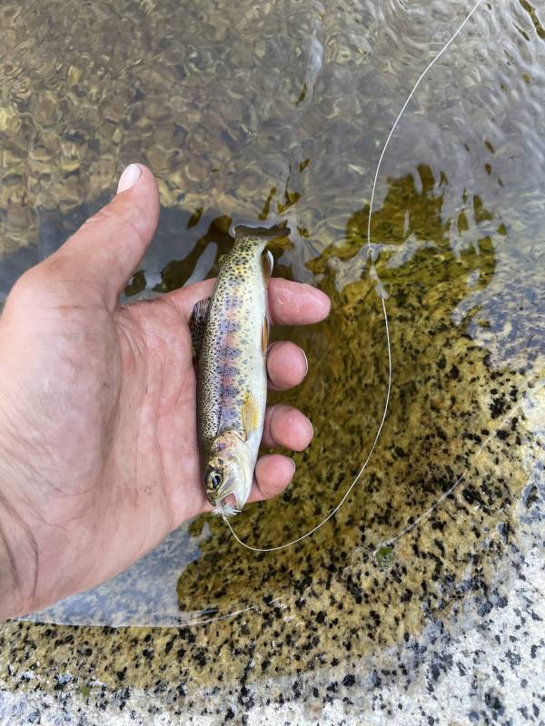 Rainbow trout in Kern River