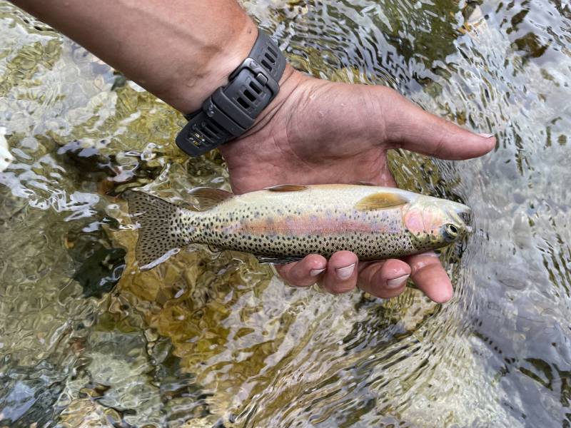 Rainbow trout in Kern River