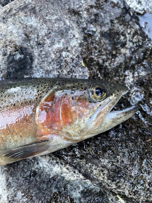 Rainbow trout in Kern River