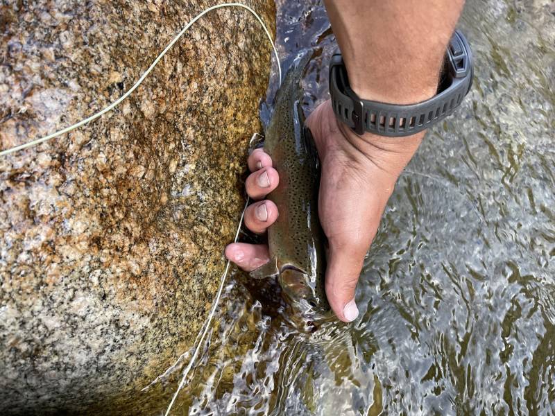 Rainbow trout in Kern River