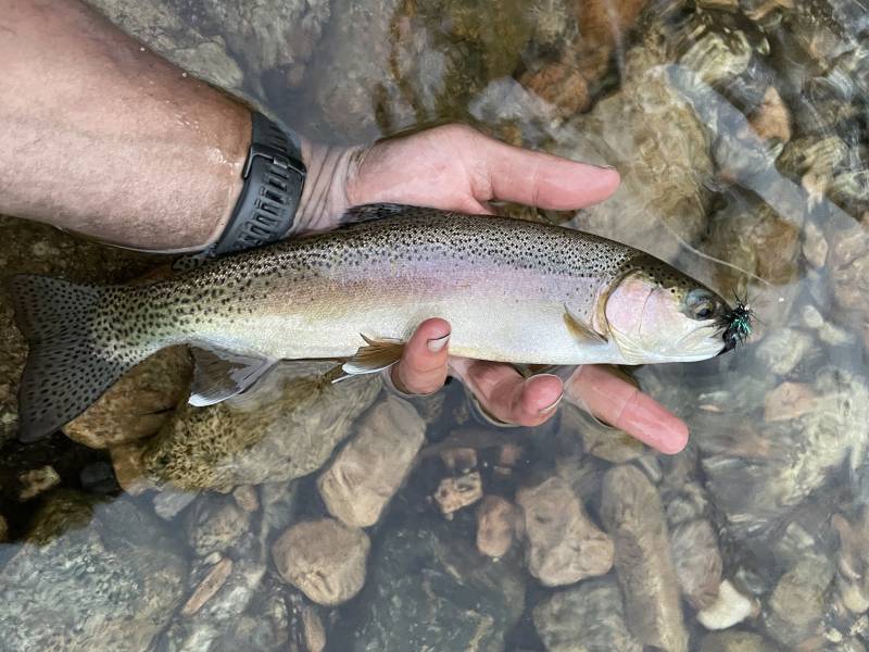 Rainbow trout in Kern River