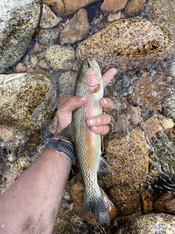 Rainbow trout in Kern River