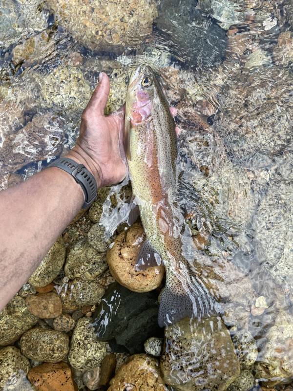 Rainbow trout in Kern River