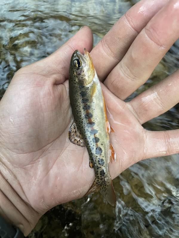 Rainbow trout in Strathmore