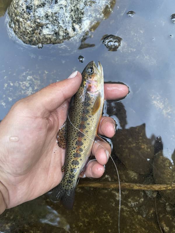 Rainbow trout in Strathmore