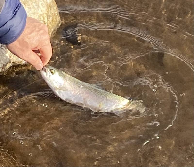 Rainbow trout in Susanville