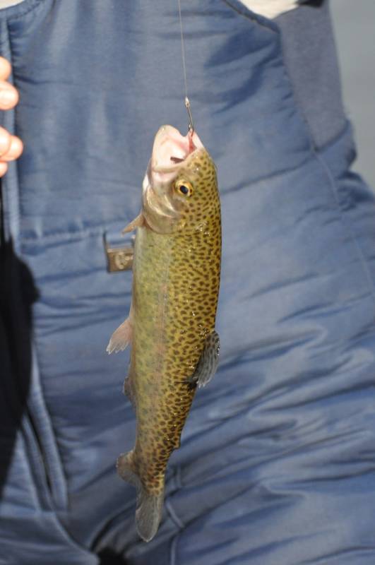 Rainbow trout in Johnston County