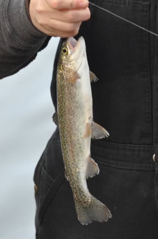 Rainbow trout in Johnston County