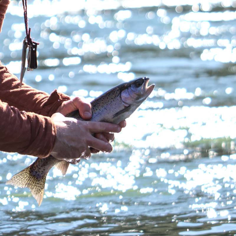 Rainbow trout in The Dalles