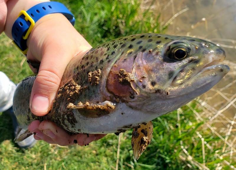 Rainbow trout in Huntingdon County