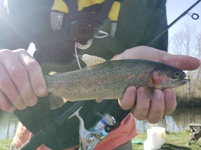 Rainbow trout in Huntingdon County