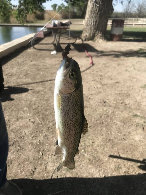 Rainbow trout in Texas