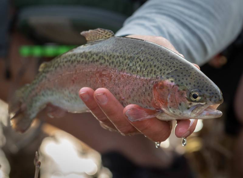 Rainbow trout in Salem