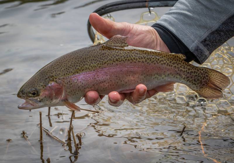 Rainbow trout in Salem