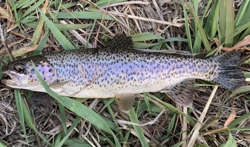 Rainbow trout in Oregon