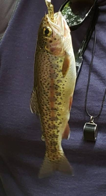 Rainbow trout in Loudon