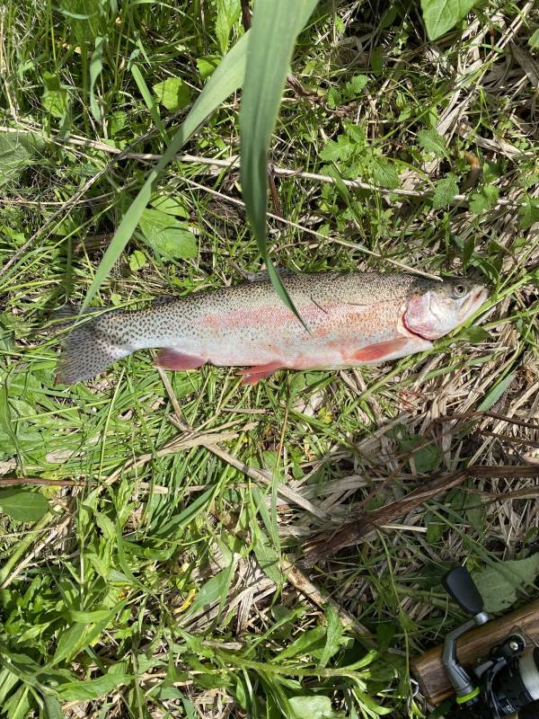 Rainbow trout in Minnesota