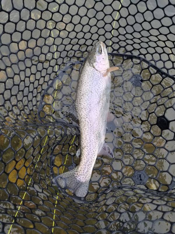 Rainbow trout in Madison River