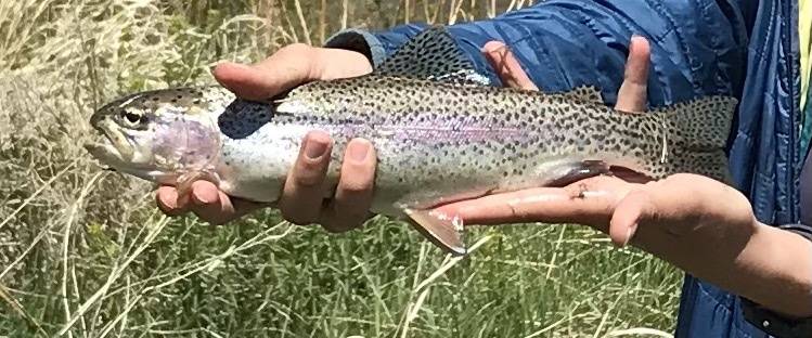 Rainbow trout in Helena