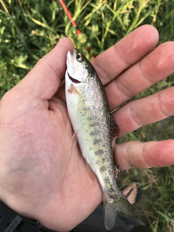 Rainbow trout in Madison River