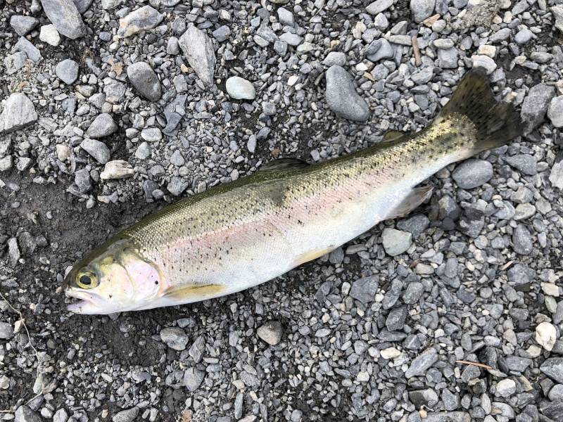 Rainbow trout in Alaska