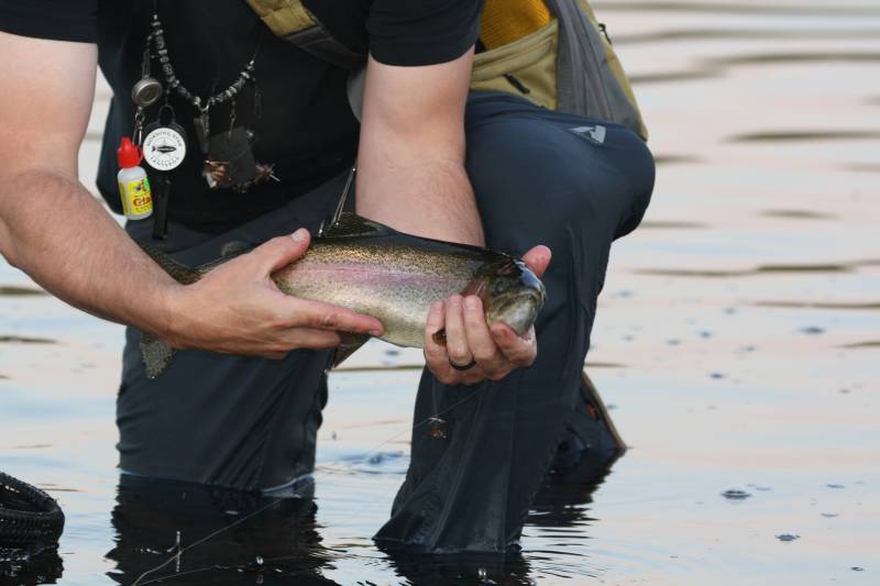 Rainbow trout in Montana