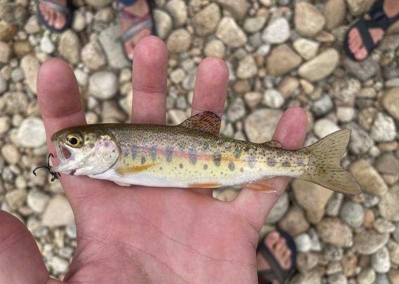Rainbow trout in Pinedale