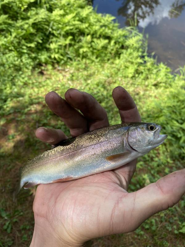 Rainbow trout in Barre City