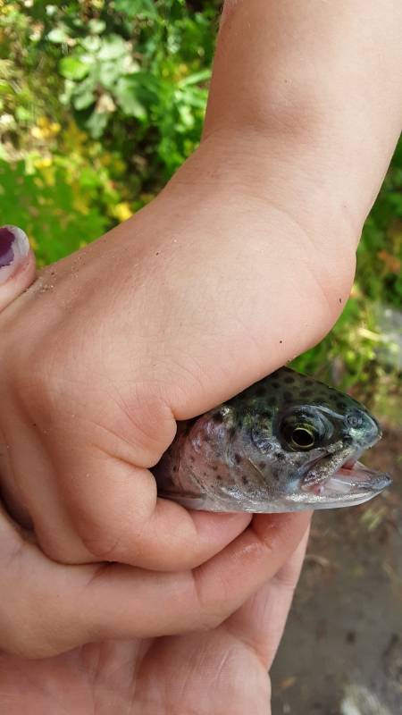 Rainbow trout in Montana