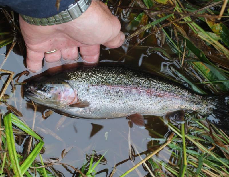 Rainbow trout in Alaska