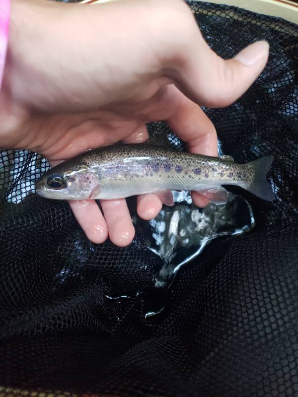 Rainbow trout in Gainesville