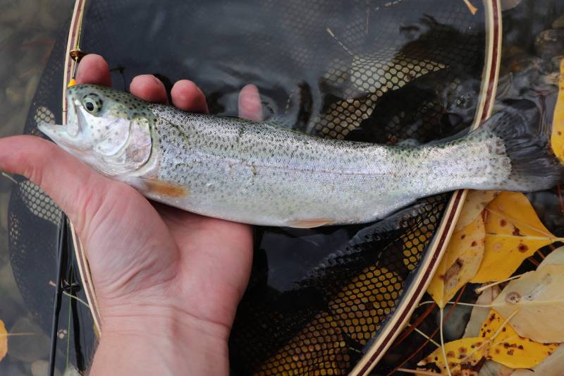 Rainbow trout in Missoula